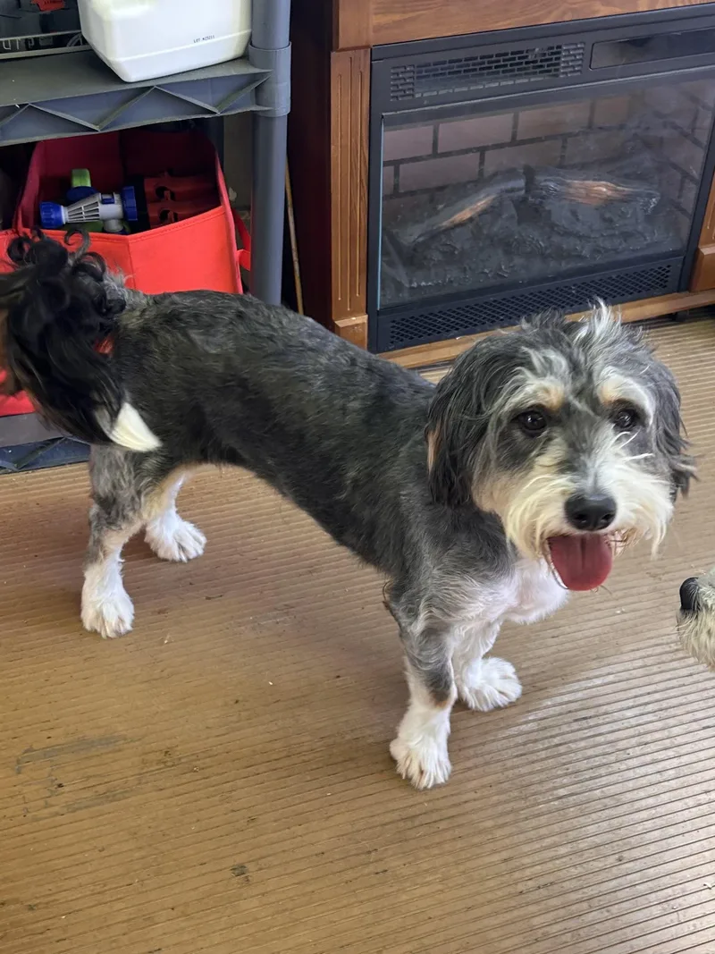 An adult medium-sized female Bernedoodle dog named Gabby for adoption in Elyria, OH