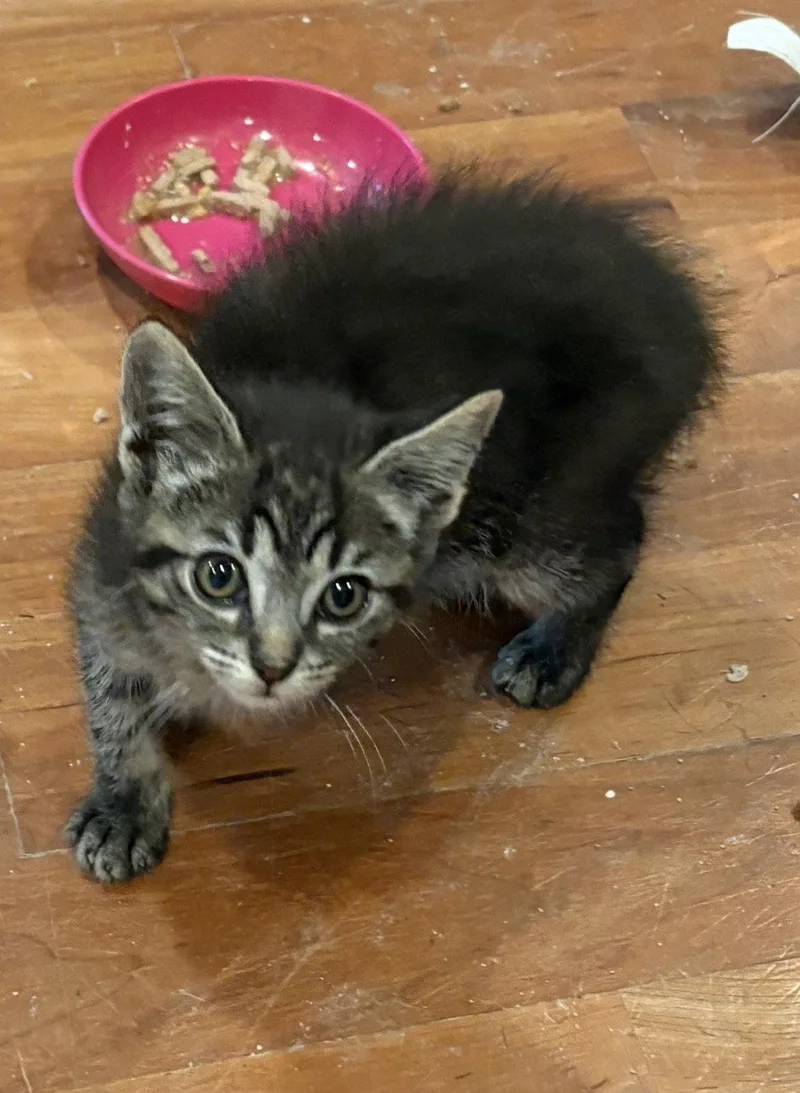 A baby medium-sized male Domestic Medium Hair cat named Stanley for adoption in Cuyahoga Falls, OH