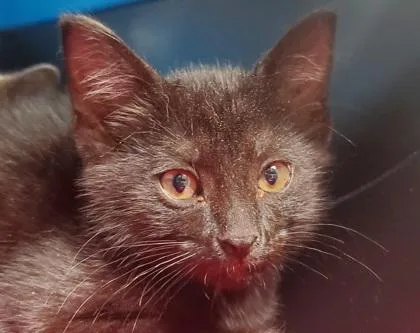 A young large-sized male Domestic Short Hair cat named Biscotti for adoption in Kansas City, MO