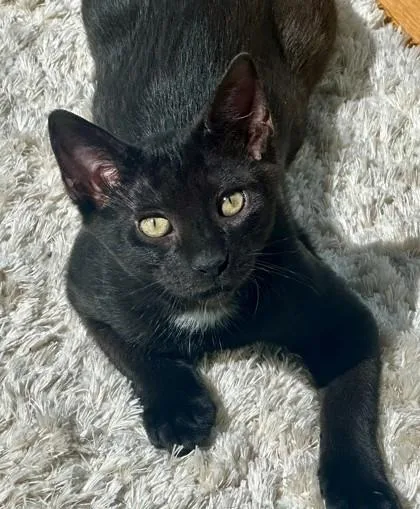 A young small-sized male Domestic Short Hair cat named Zuzu for adoption in Quakertown, PA