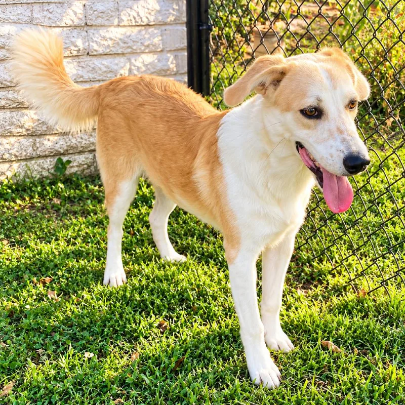 An adult medium-sized male White / Cream Golden Retriever dog named Bruno Smalls for adoption in New Orleans, LA