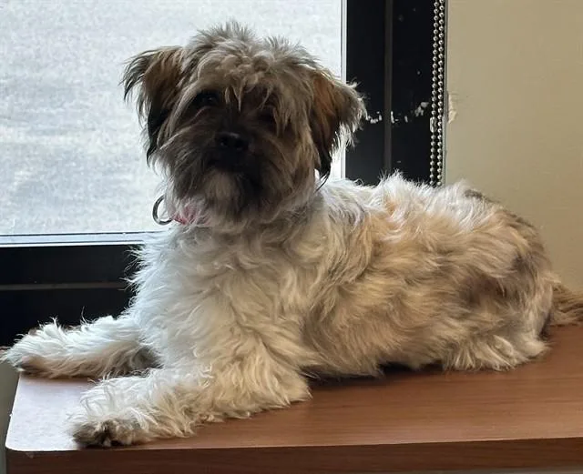 A young medium-sized male Shih Tzu dog named Teddy for adoption in Dedham, MA