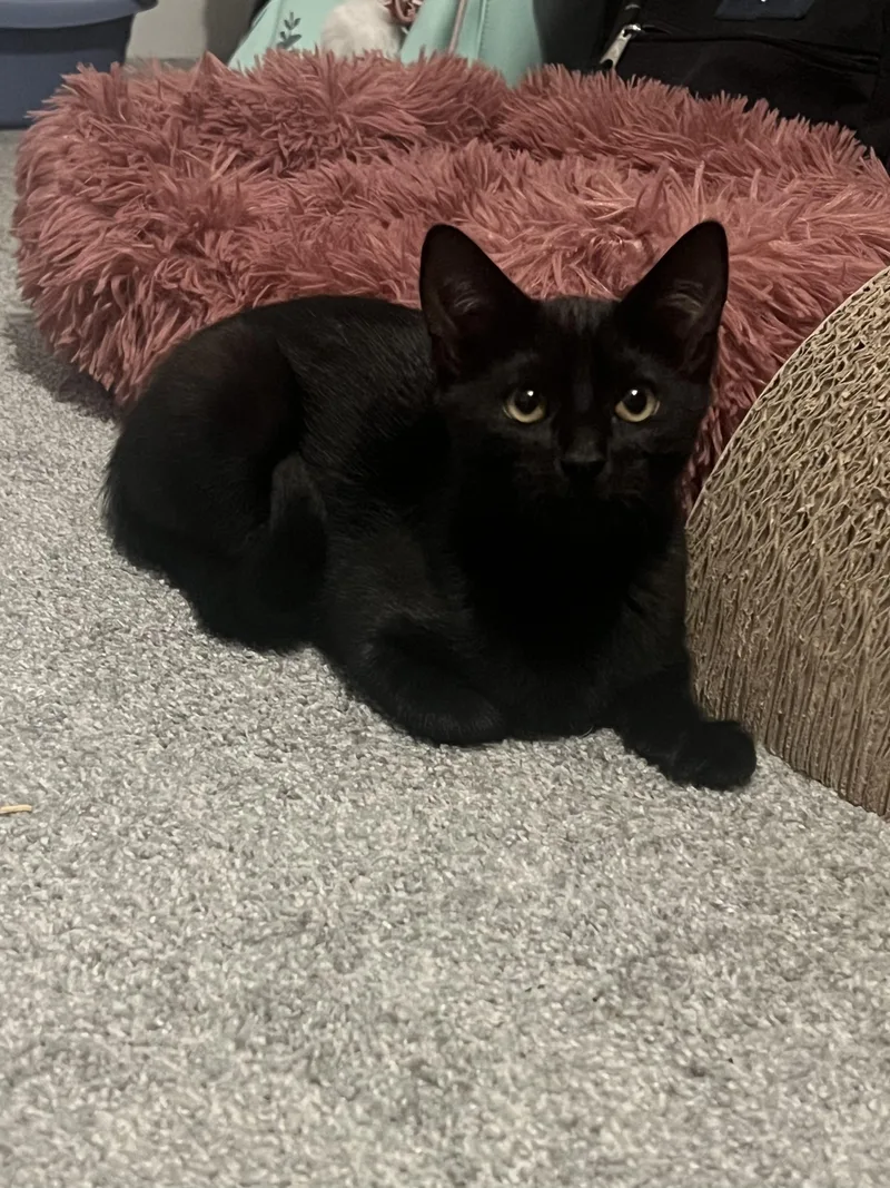 A baby medium-sized female Domestic Short Hair cat named Sunny for adoption in Hope Valley, RI