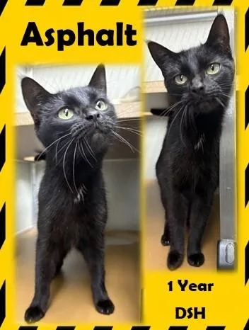 An adult medium-sized female Black Domestic Short Hair cat named Asphalt for adoption in Franklin, IN