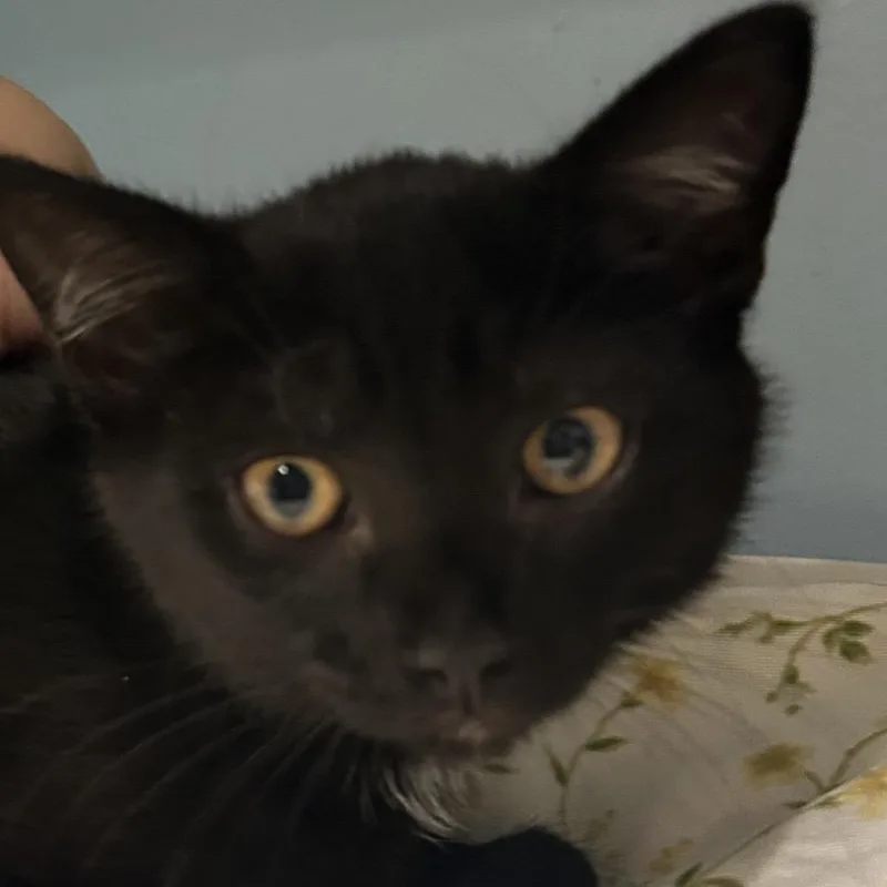 A baby small-sized female Black Domestic Short Hair cat named Sage for adoption in Chattanooga, TN