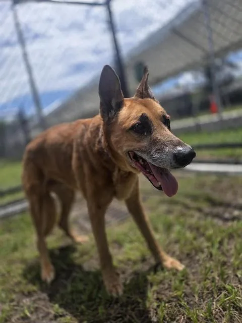 An adult medium-sized female German Shepherd Dog dog named Viola for adoption in Palmetto, FL