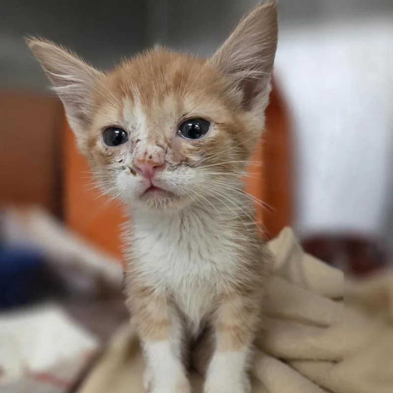 A baby small-sized female Orange / Red Domestic Short Hair cat named Sandy for adoption in Houston, TX