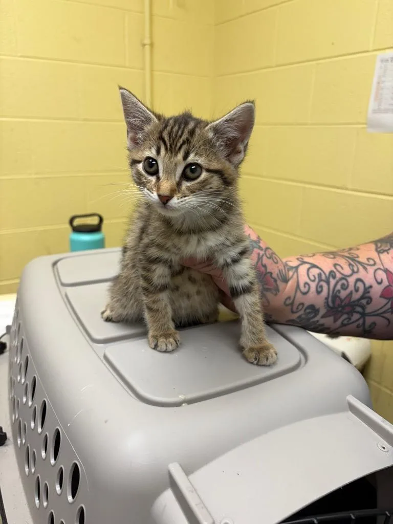 A baby small-sized female Domestic Short Hair cat named Bernice for adoption in Crossville, TN