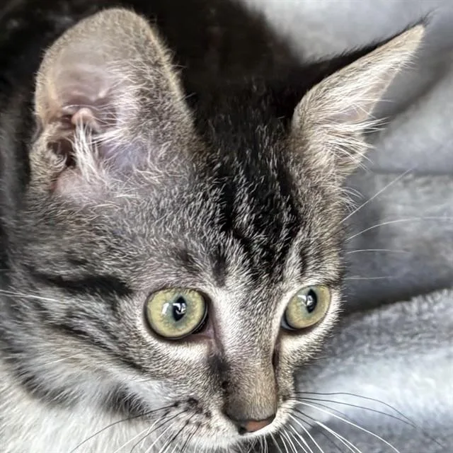 A baby small-sized male Domestic Short Hair cat named Newt for adoption in Auburn, CA