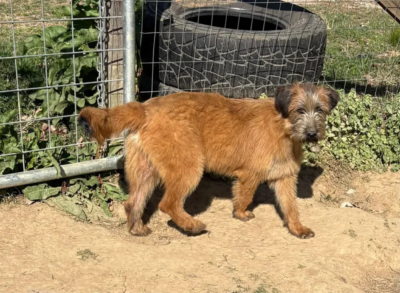An adult medium-sized female Golden Golden Retriever dog named Lottie for adoption in Watertown, CT