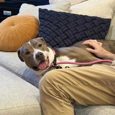 An adult medium-sized male Pit Bull Terrier dog named Carlton for adoption in Chicago, IL