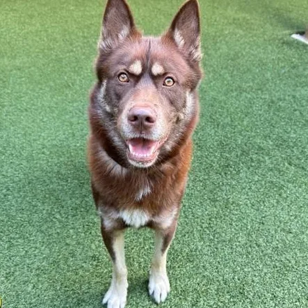 A young medium-sized male Siberian Husky dog named Jacob for adoption in Lakeland, FL