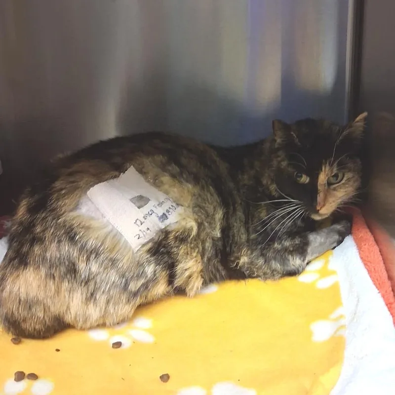 A senior medium-sized female Tortoiseshell Domestic Short Hair cat named Arabella for adoption in Los Angeles, CA