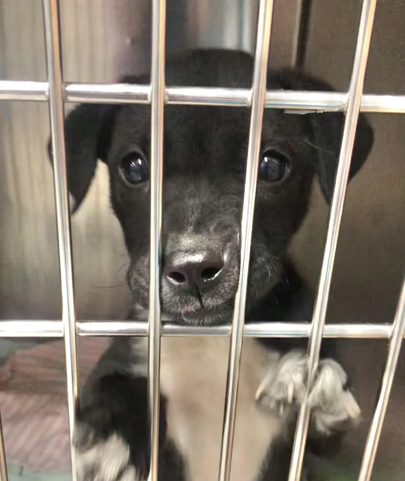 A baby medium-sized male Black Labrador Retriever dog named Oreo for adoption in Parma, OH