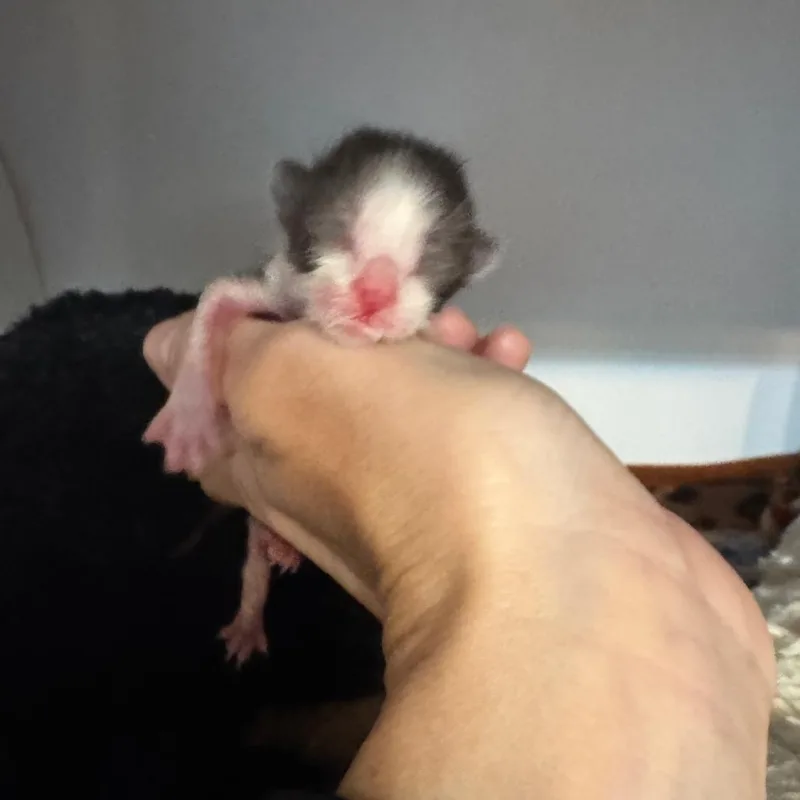 A baby small-sized male Black Domestic Short Hair cat named Bobber for adoption in Austin, TX