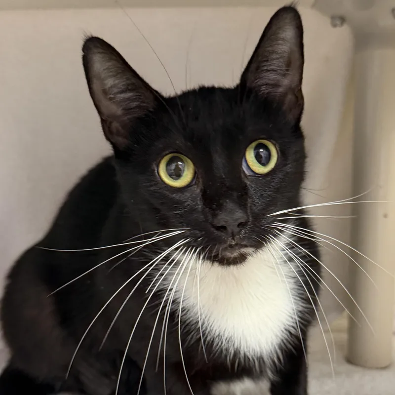 A young medium-sized female Black & White / Tuxedo Domestic Short Hair cat named Aurora for adoption in Cooperstown, NY