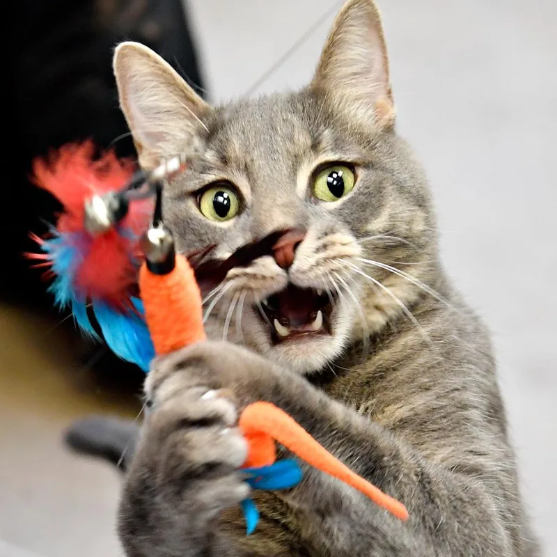 An adult large-sized male Gray / Blue / Silver Domestic Short Hair cat named Bruno for adoption in York, PA