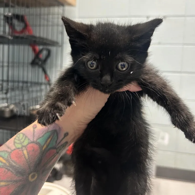 A baby small-sized male Black Domestic Short Hair cat named Soot for adoption in Huntsville, AL