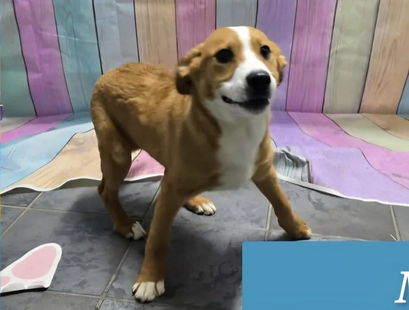 Marion Bros : Moe thumbnail 3