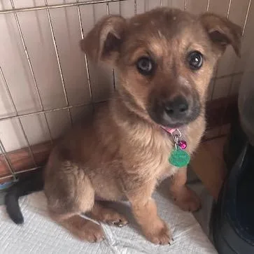 A baby small-sized female Brown / Chocolate Mixed Breed dog named Claritin for adoption in Buffalo, MN