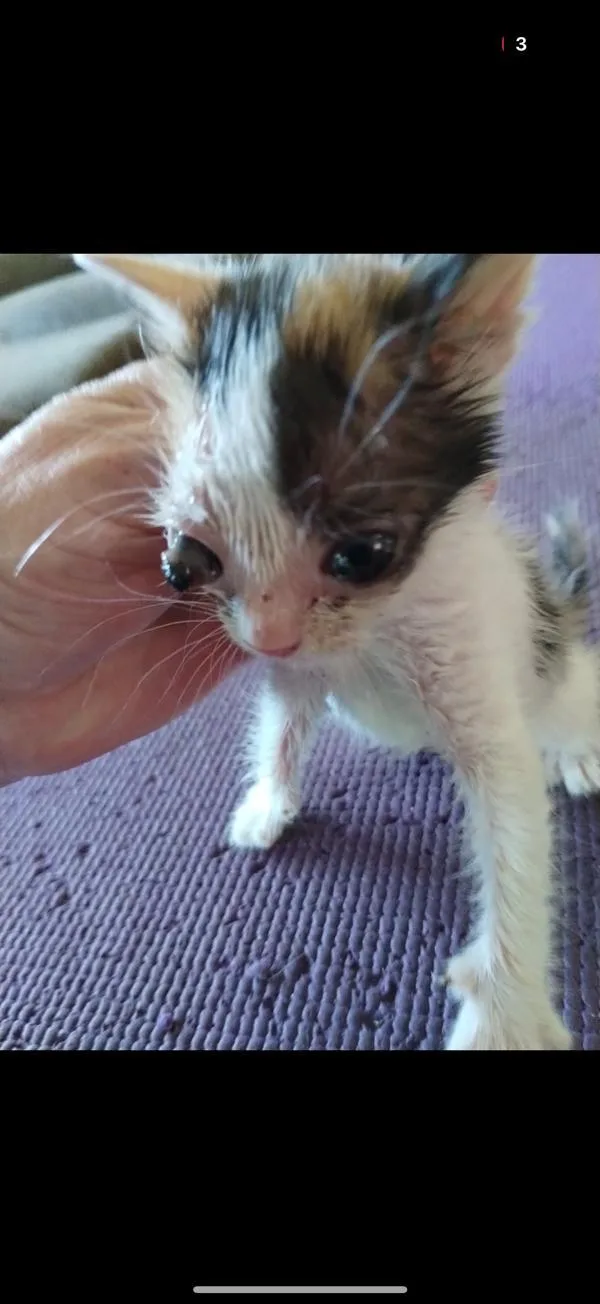A baby small-sized female Domestic Short Hair cat named Kettle for adoption in Salisbury, MD