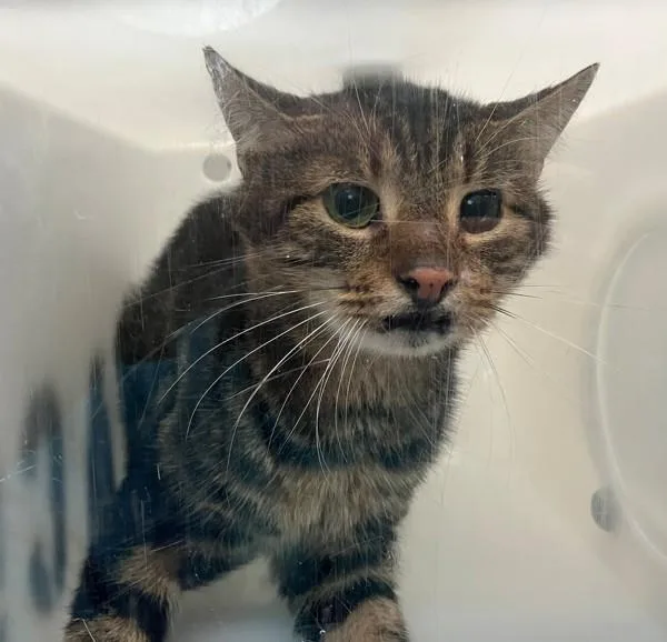 A senior medium-sized male Domestic Short Hair cat named Twix for adoption in Staten Island, NY