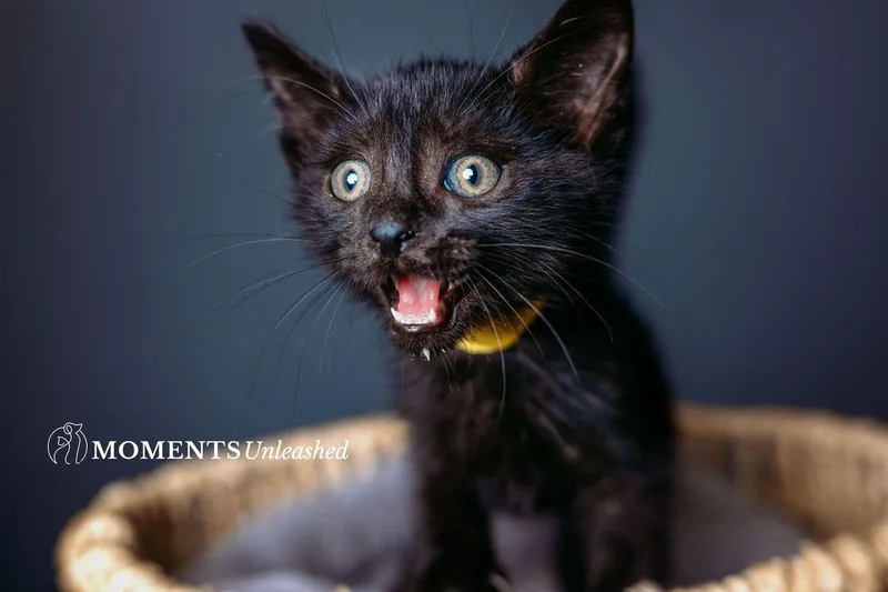 A baby small-sized male Black Domestic Short Hair cat named Thunder for adoption in Myakka City, FL