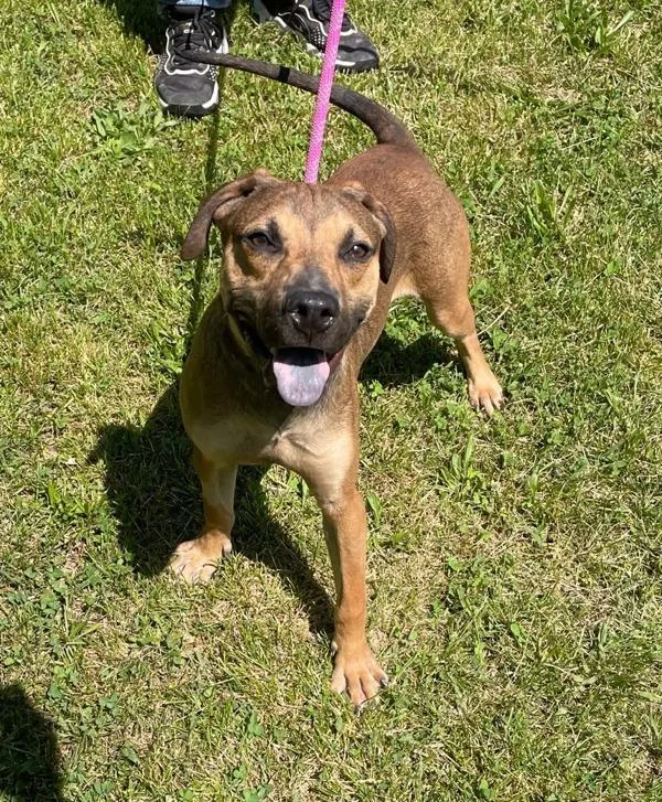 A young large-sized male Terrier dog named Nash for adoption in Morristown, TN