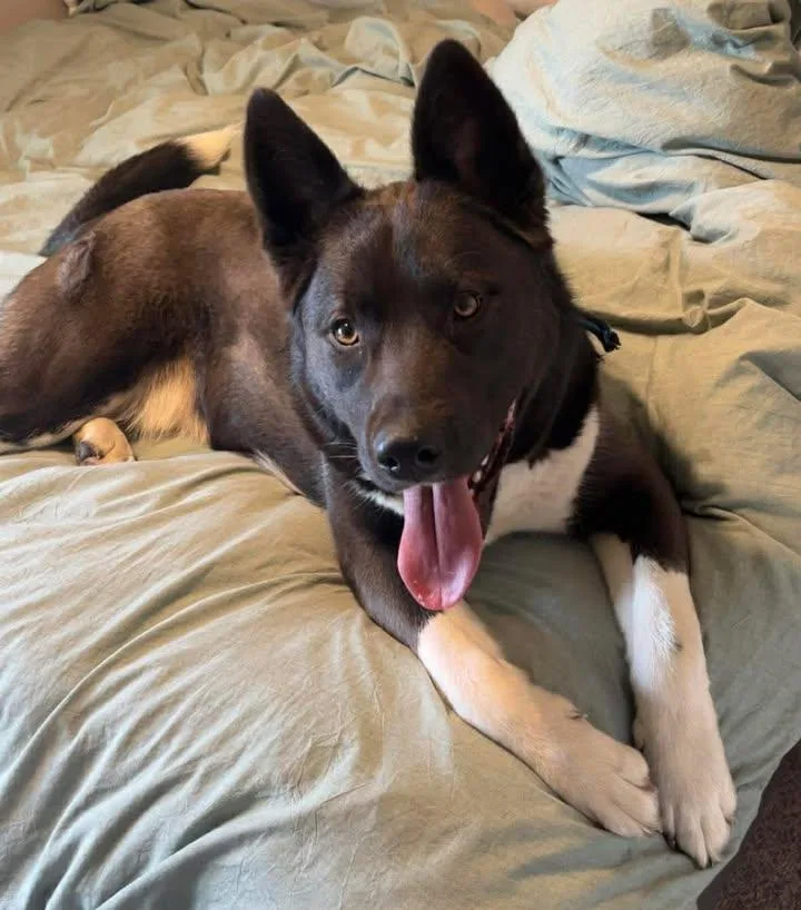 A young large-sized male Tricolor (Brown, Black, & White) Siberian Husky dog named Steven for adoption in LEWISTON, ID