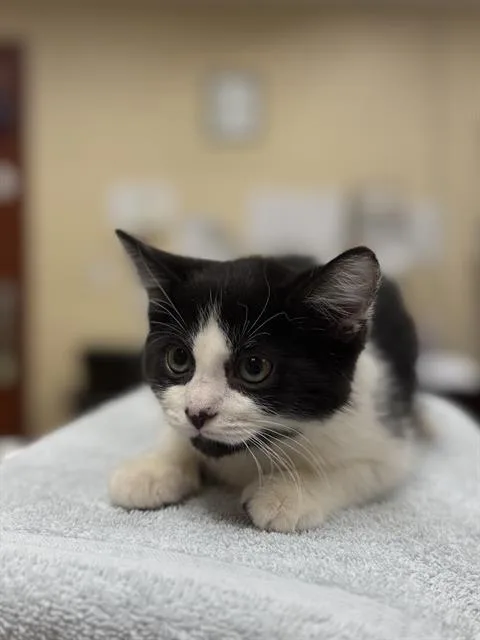 A baby small-sized male Domestic Short Hair cat named Lay'S for adoption in Aliquippa, PA