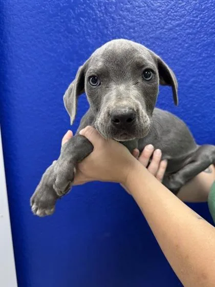 A baby large-sized male Weimaraner dog named Billy for adoption in Morton Grove, IL