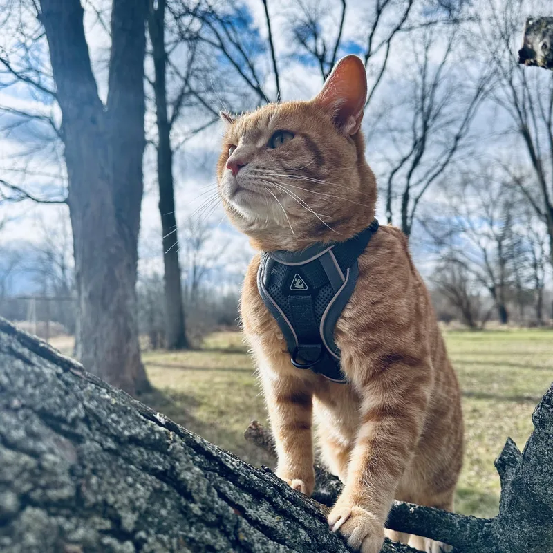 An adult medium-sized male Domestic Short Hair cat named Hardy Courtesy Listed for adoption in Midland, MI