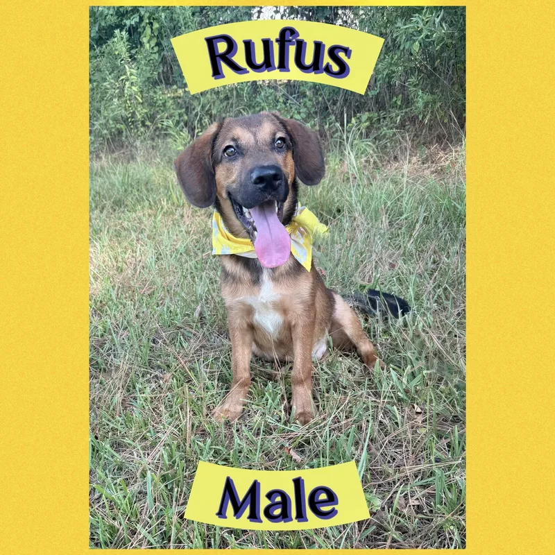 A baby medium-sized male Hound dog named Rufus for adoption in Manchester, CT