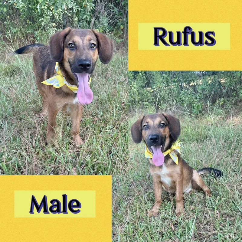 Rufus thumbnail 2
