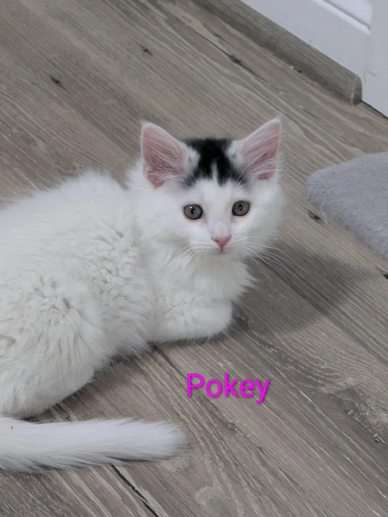 A young small-sized female Domestic Long Hair cat named Pokey for adoption in Aurora, CO