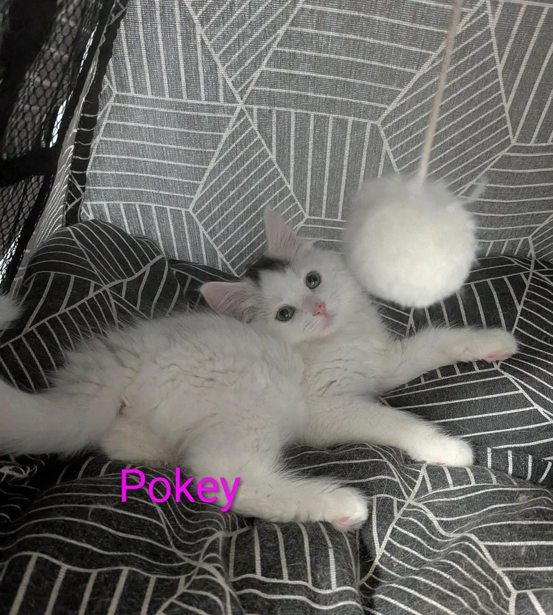 Pokey thumbnail 3