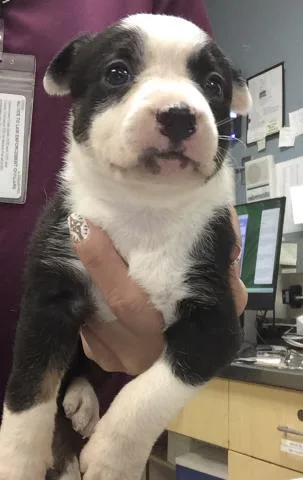 A baby small-sized female Pit Bull Terrier dog named Ellie for adoption in Riverside, CA