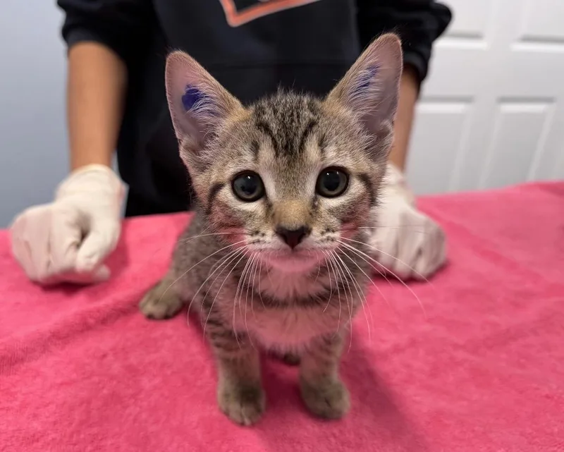 A baby medium-sized female Domestic Short Hair cat named Dione for adoption in Raleigh, NC