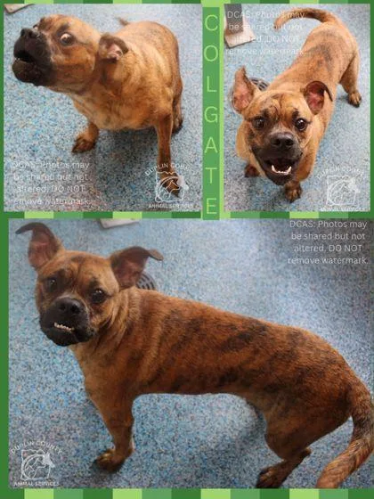 A young medium-sized male Mixed Breed dog named Colgate for adoption in Kenansville, NC