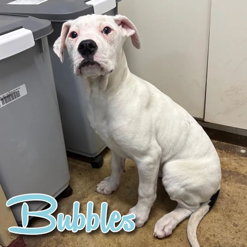 A baby medium-sized female American Bulldog dog named Bubbles for adoption in Hillsboro, OH