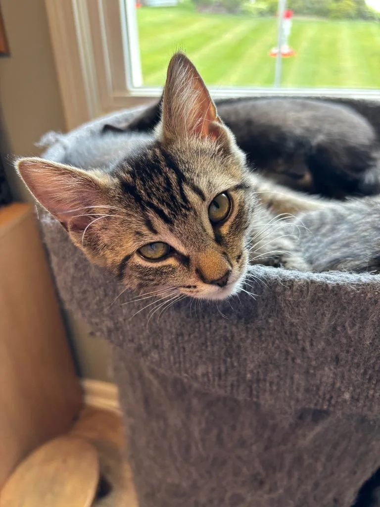 A baby medium-sized male Domestic Short Hair cat named Sc for adoption in Lancaster, PA