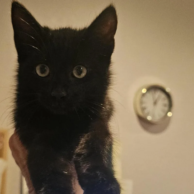 An adult large-sized female Domestic Short Hair cat named Jasnah for adoption in Port Charlotte, FL