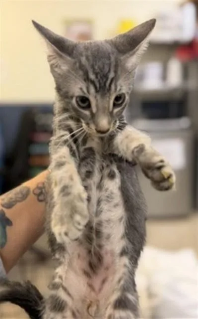A baby small-sized male Domestic Short Hair cat named Chile for adoption in Miami, FL