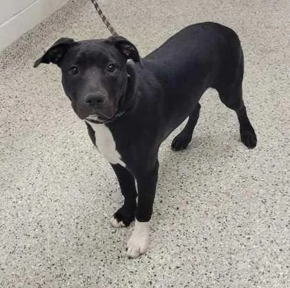 A young large-sized female Black Mixed Breed dog named Natalia for adoption in Kansas City, MO