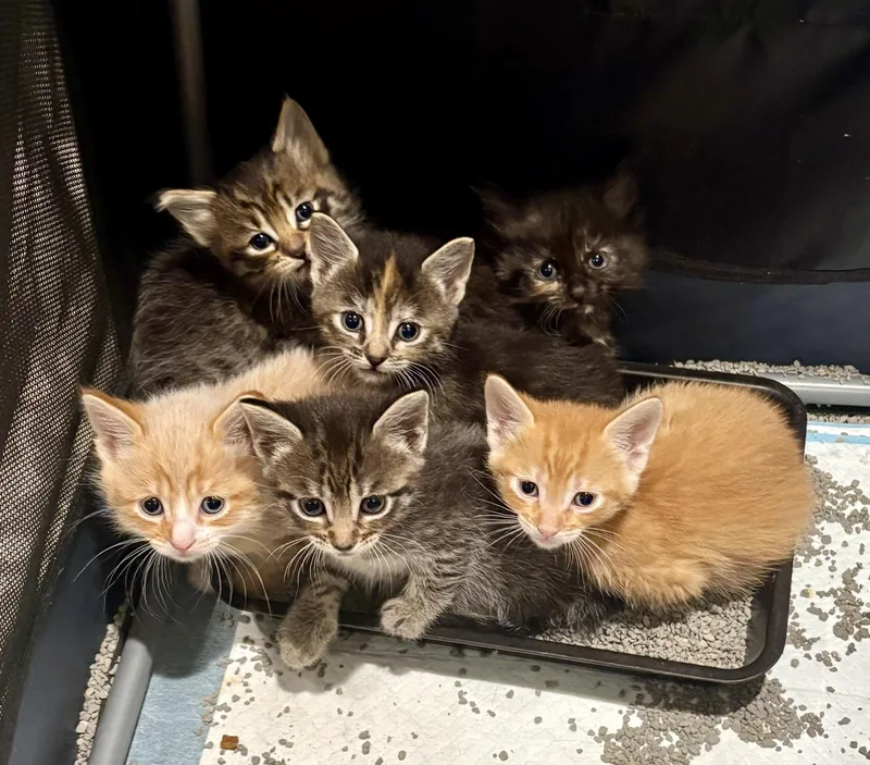 A baby medium-sized female Tortoiseshell cat named Izzy for adoption in East Amherst, NY