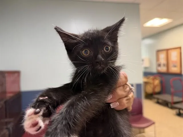 A baby small-sized male Domestic Short Hair cat named Zippy for adoption in Miami, FL