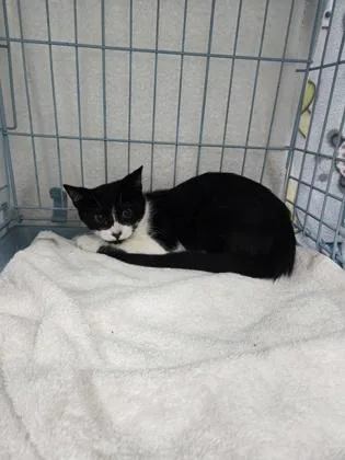A baby small-sized male Domestic Short Hair cat named Tank for adoption in Gainesville, FL