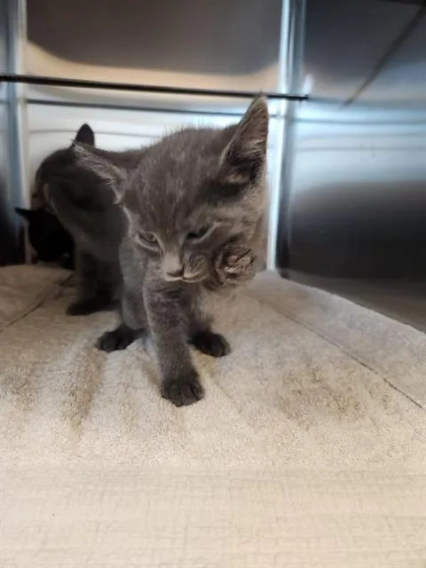 A baby small-sized male Domestic Short Hair cat named Flint for adoption in Sacramento, CA
