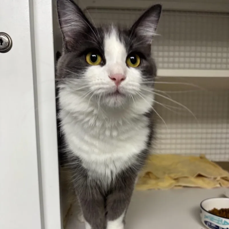 An adult medium-sized male Domestic Medium Hair cat named Jim Carrey for adoption in College Park, MD
