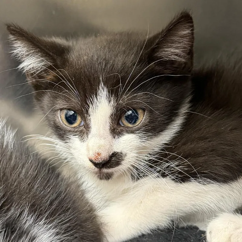 A baby small-sized male Black Domestic Short Hair cat named Gromit for adoption in Gloucester, VA